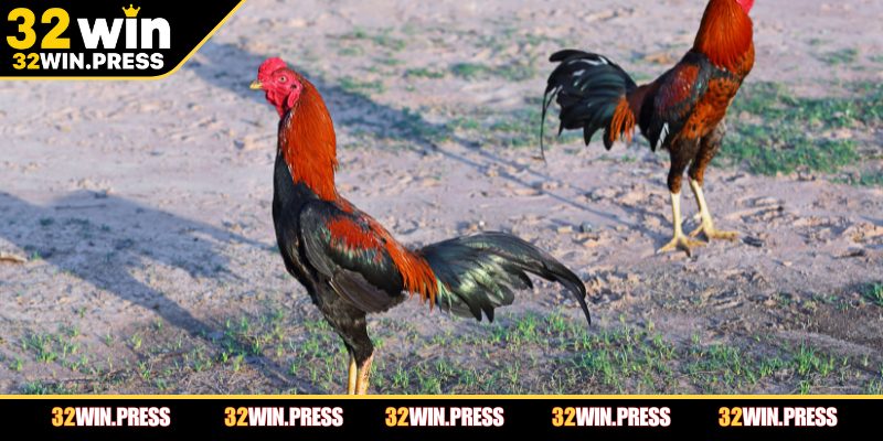 Đá gà 32Win sảnh game đang thu hút thành viên tham gia